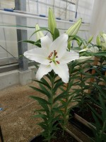 [5669 VZ W09 0587-01 No01.JPG]